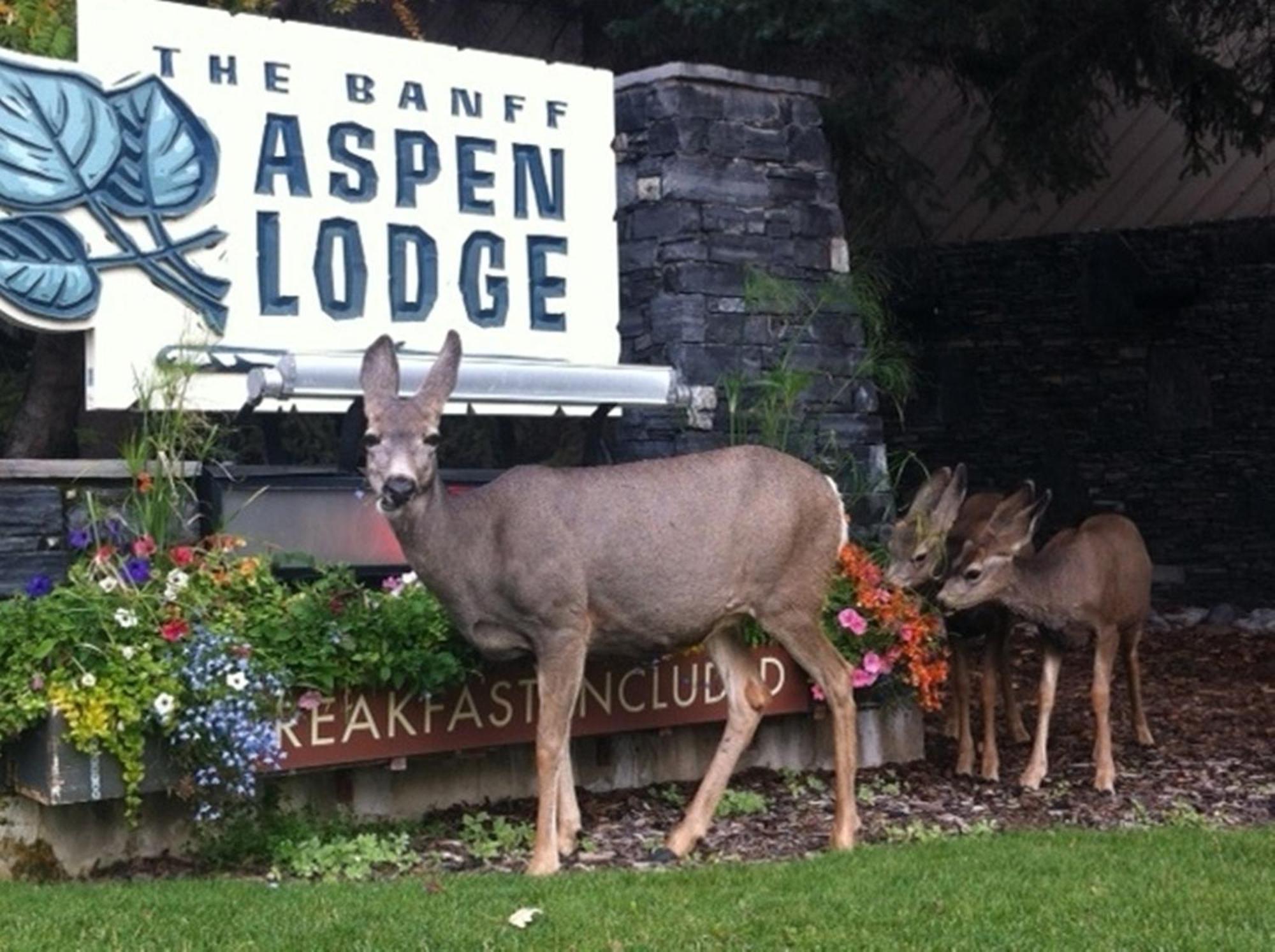 Banff Aspen Lodge Exterior photo